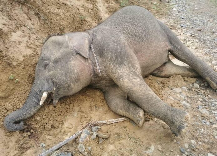 Pygmy elephant dies of suspected poisoning