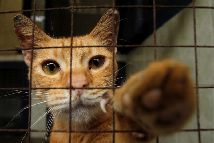 Report: MCO leads to increasing numbers of abandoned cats, says non-profit