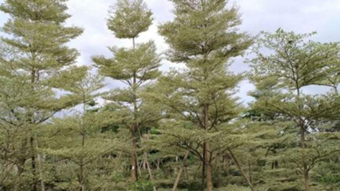 Exotic tree found homely ground