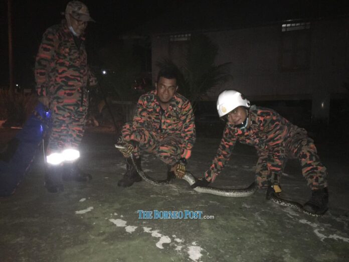 Firefighters turn python hunters in Miri