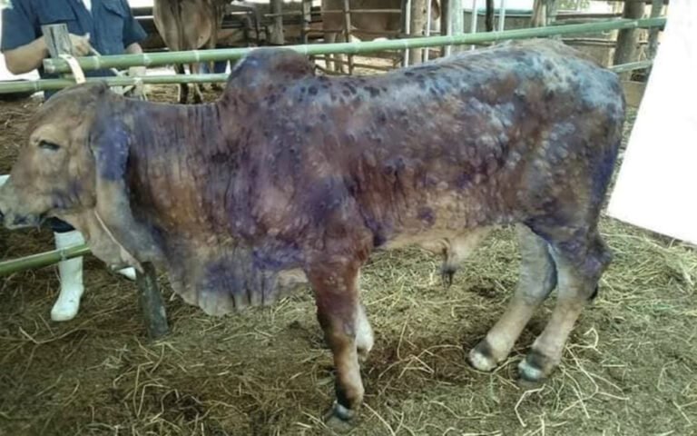 Kedah Vet Services Dept 17 000 Head Of Cattle Risk Being Infected With   Bernama Lumpy Skin Disease 20210627 3nBp1u 768x480 