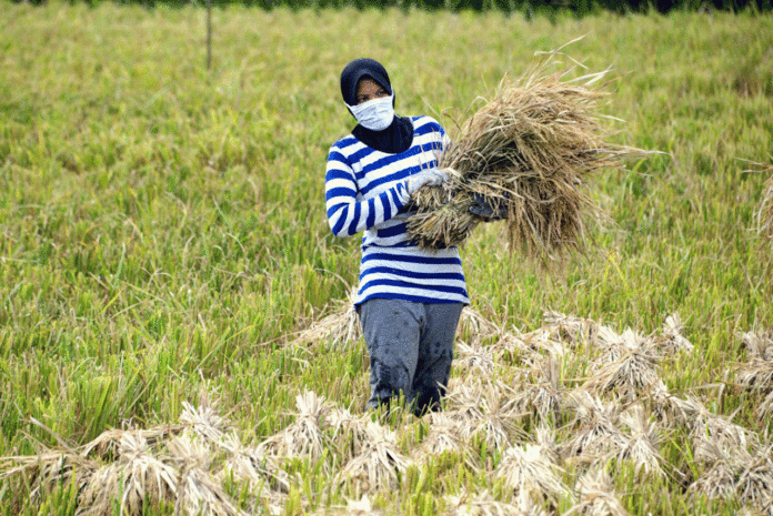 Thai rice exports drop 21 pct in six months