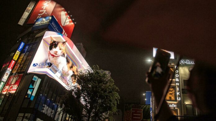 Picture purrfect: giant 3D cat draws Tokyo crowds