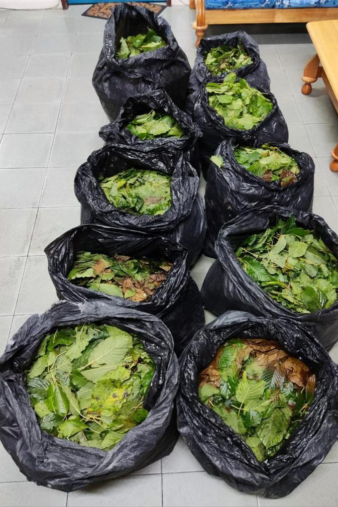 Man held for transporting ketum leaves