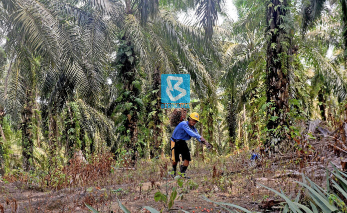 Palm oil industry facing collapse