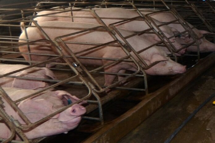 Kapit Division, Telang Usan District declared African Swine Fever control areas