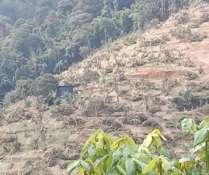 Raub farmers cry environmental damage after Pahang Forestry Dept chopped down 15,000 durian trees