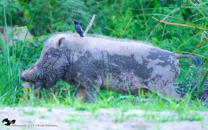 Swine fever hurts bearded pigs, KDM communities