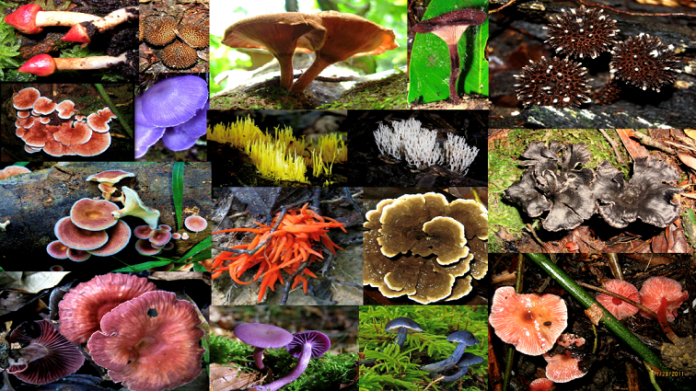 Project to research Sabah’s wild fungi, ginger