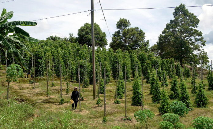 Sarawak sets aside RM60m for Covid-hit oil palm, pepper farmers