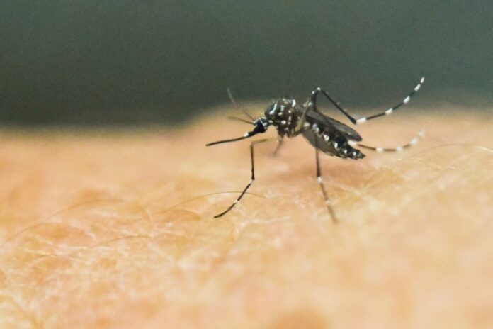 Drastic drop in dengue cases in Malaysia this year – Health Minister