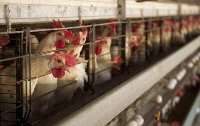 Temporary closure of N. Sembilan poultry farm due to suspected pollution, says state exco