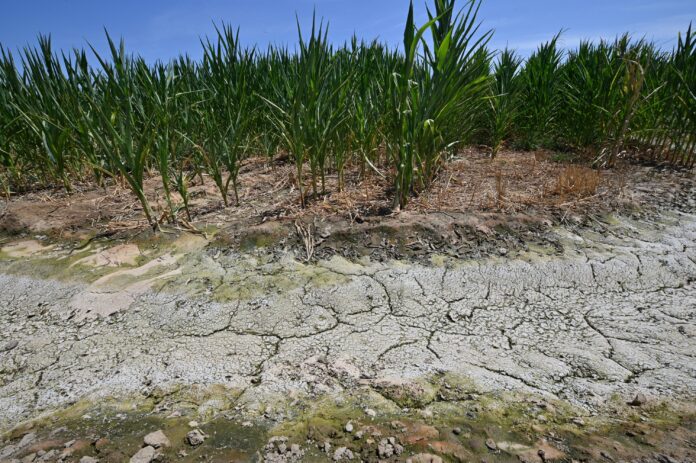 Divining intervention: drought-hit Californians enlist ‘water witch’