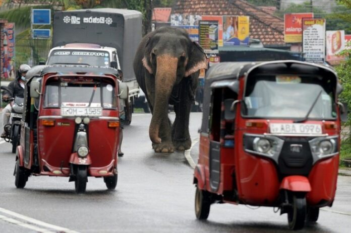 Sri Lanka bans ‘drunk driving’ of elephants in new protection law