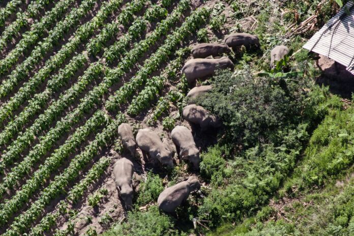 With drones and bananas, China coaxes wayward elephants home