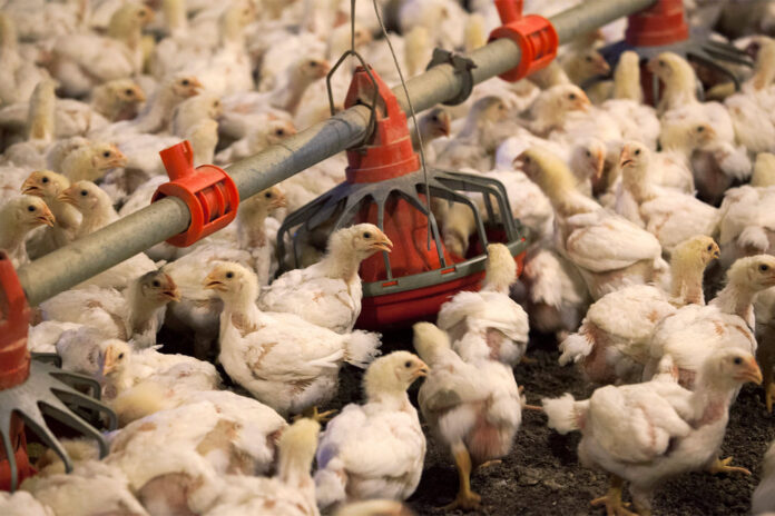 Poultry farm in N. Sembilan given one week to clean up sewage system, says state exco