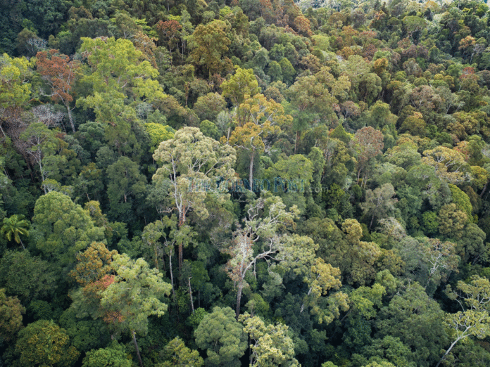 Selangor most effective state at monetising forests, study shows
