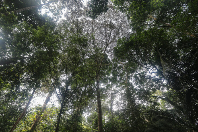 Selangor most effective state at monetising forests, study shows