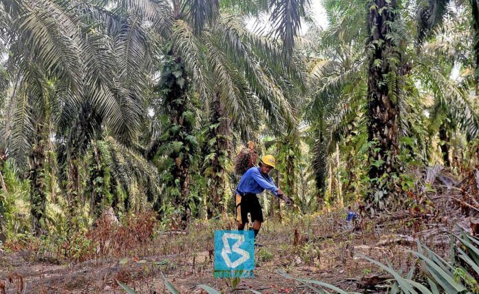 Palm oil industry remains resilient under MCO- Dr Ahmad Parveez