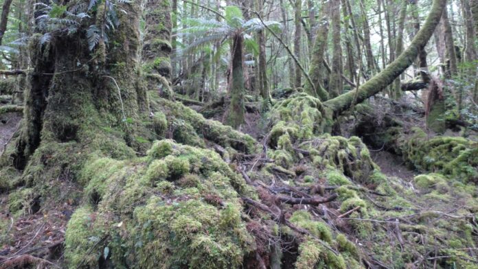 Temperate rainforests