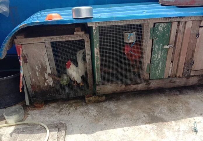 Sibu Rural District Council out to curb poultry rearing at residential houses