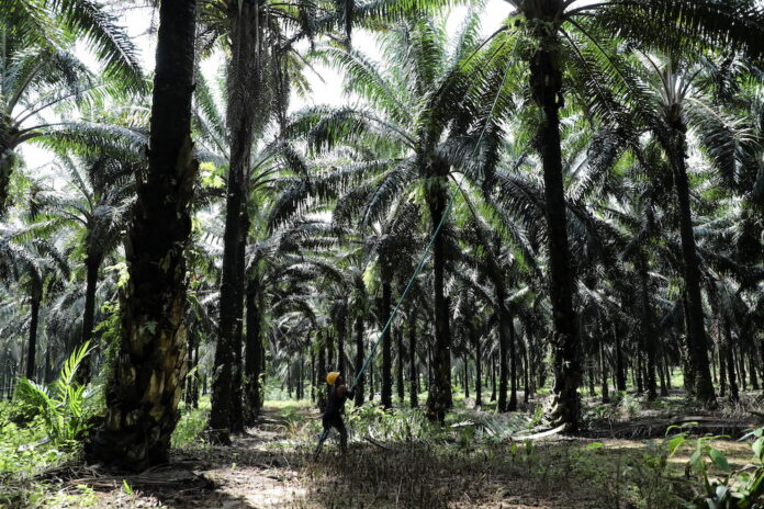 Perfect storm of production headwinds plagues Malaysia’s palm oil recovery