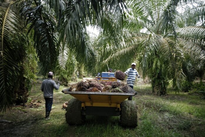 Chinese Chambers of Commerce welcomes govt approval to bring in 32,000 foreign workers for plantation sector