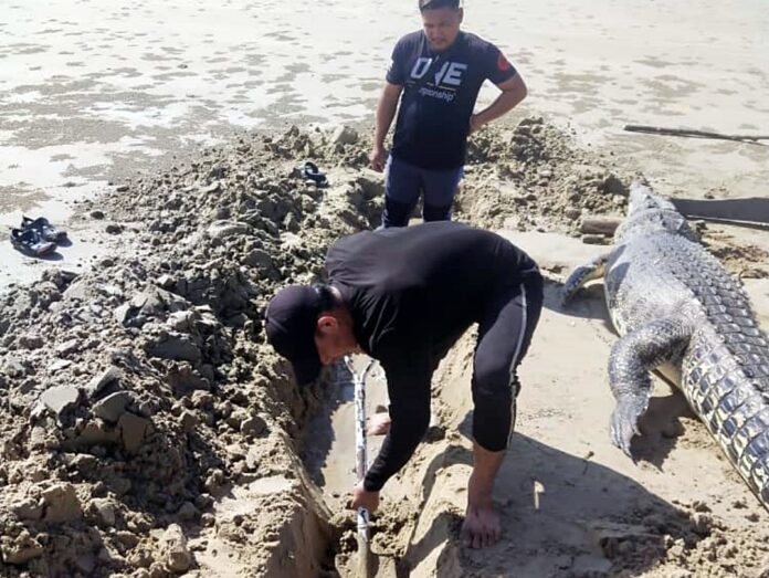 Carcass of crocodile washes ashore
