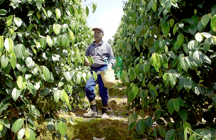 Plantation Industries and Commodities Ministry formulating strategies to elevate Malaysia’s pepper agri-commodity