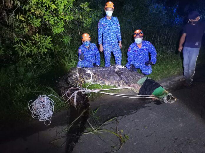 16-foot long crocodile caught in Papar