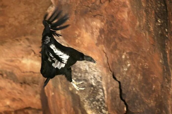 New project to track endangered species coming back from brink