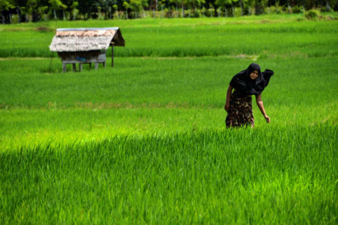 UN calls for ‘repurposing’ farm subsidies harming environment