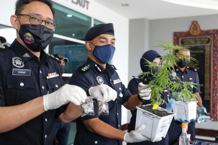 Penang cops nab couple who grew pot in Air Itam condo