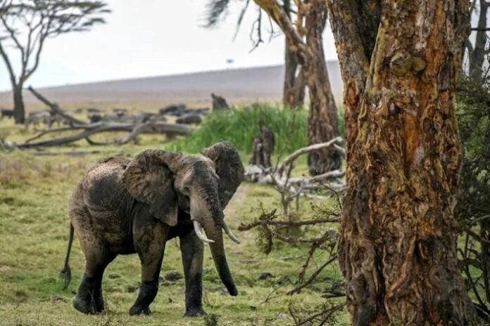 Kenya hails anti-poaching efforts in first wildlife census