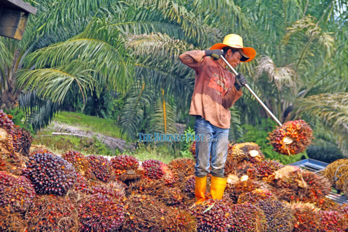 India may cut import tax on palm oil – report