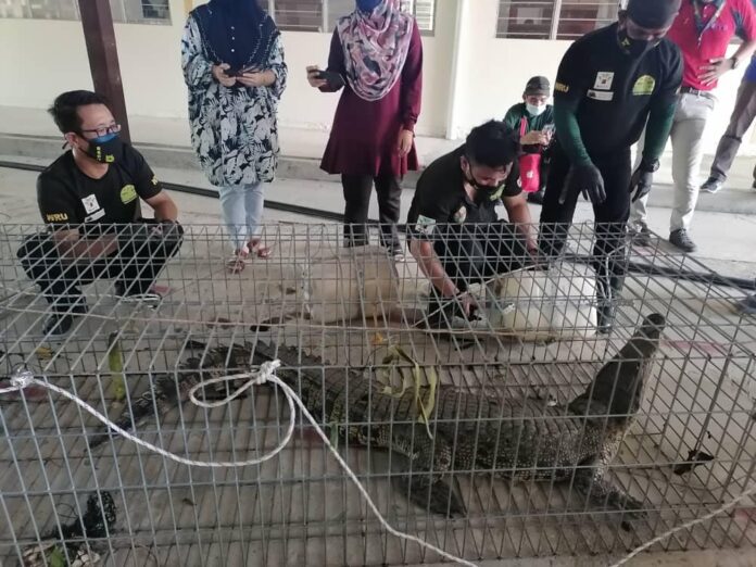 Crocodile caught near Likas Vocational College