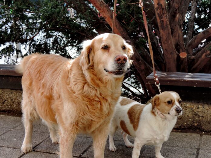 UK to create new pet abduction offence after rise in dog thefts