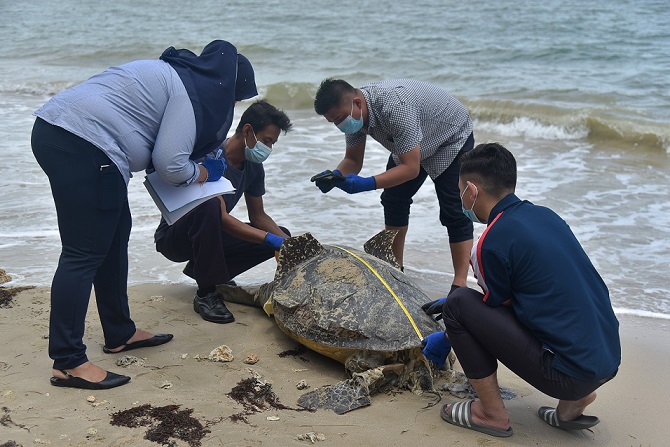 Giant green turtle found dead without head, tail on Labuan beach