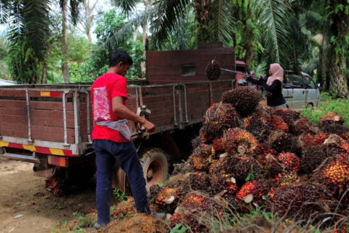 East Malaysian palm oil companies should use FEPO in risk management to remain competitive – Zuraida