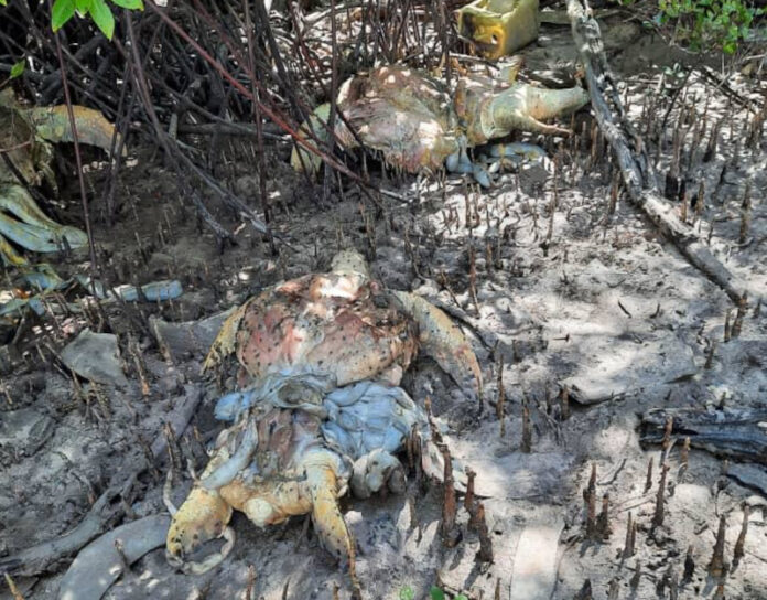 Sabah Wildlife officers discover 11 slaughtered turtles off Semporna waters, no suspects arrested