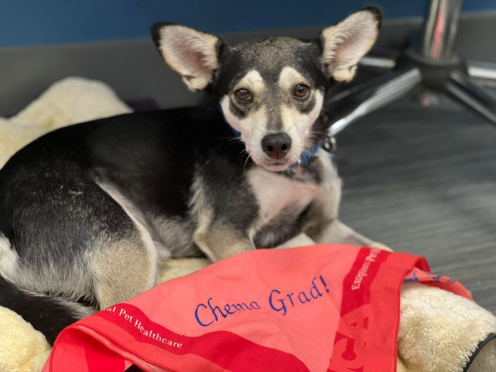 Cancer stricken Chihuahua in US finds its forever home after beating disease