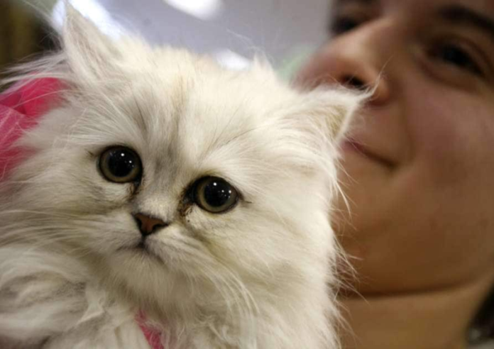 Passengers dumbstruck as woman aboard flight to Atlanta breastfeeds cat