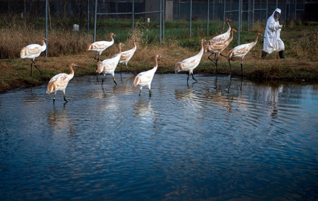 Bird flu kills thousands of cranes in Israel’s worst wildlife disaster