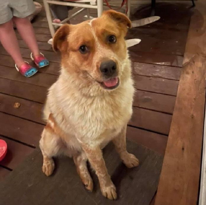 Stray dog rescues US family from fire, reunited with former family (VIDEO)