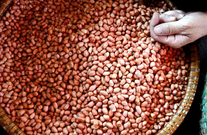Adding peanuts to young children's diet can help avoid allergy, study shows