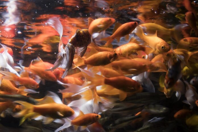 Goldfish can drive fish tank on wheels, Israel study finds