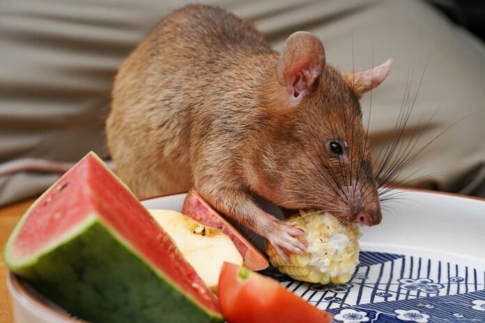 Cambodia's landmine-sniffing 'hero' rat Magawa dies in retirement