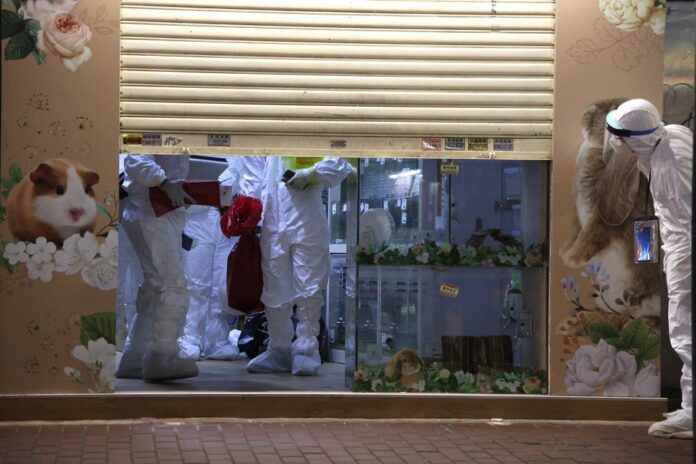 Hong Kong's Covid-19 hamster cull sparks fear of owners abandoning pets