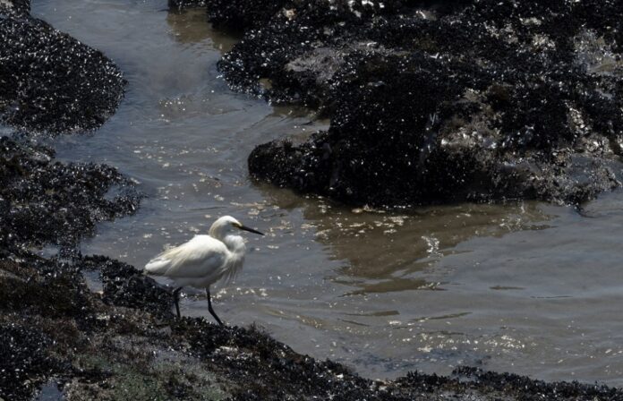 Peru says oil spill affects at least two kilometres of Pacific coast, beaches