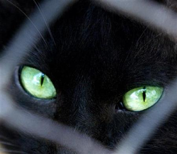 Missing for eight months, cat in UK reunited with owner after she recognises its meowing